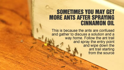 Get Rid Of Black Ants With Cinnamon