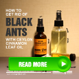 how to get rid of black ants 