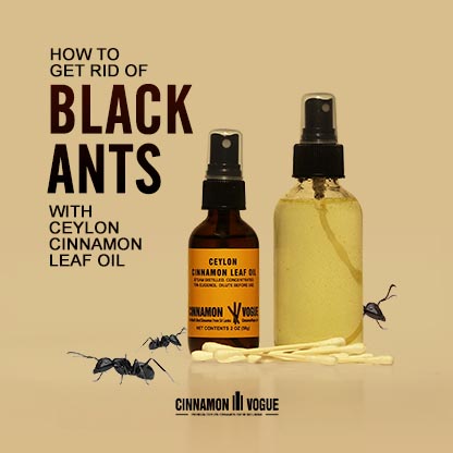 Get Rid Of Black Ants With Cinnamon